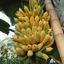 INIVIT Manzano (RIZOMAS)