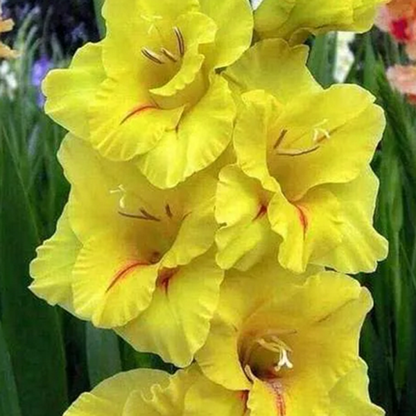 Explante de ñame (copia)