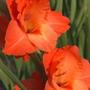 Gladiolo anaranjado