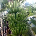 INIVIT PV-0630 (RIZOMAS)