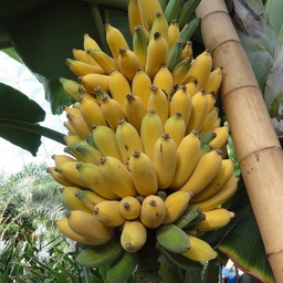 INIVIT PV-0630 (Rizomas) (copia)