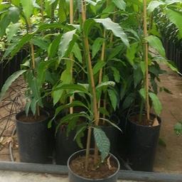 Semilla de quimbombó (copia)